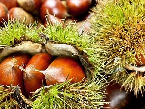 【予約販売】和栗のパウンドケーキ ヴィーガン対応